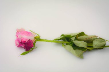 Tarafsız bir yüzeyde izole edilmiş tek bir gülün gerçek fotoğrafı. Markalaşma, ambalaj veya editoryal kullanım için temiz ve çok yönlü bir kompozisyon