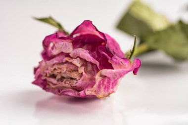 Temiz bir stüdyo ortamında yakalanmış zarif bir gül. Markalaşma, paketleme veya editoryal tasarım için uygun beyaz arkaplan üzerinde çok yönlü izole bir çiçek resmi