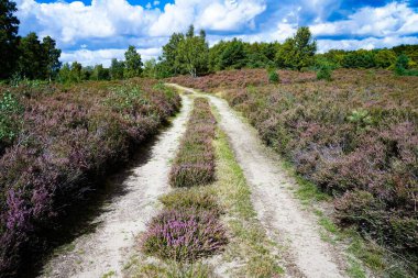 Almanya, Troisdorf. 14 Eylül 2025. Almanya, Troisdorf yakınlarındaki Wahner Heide doğa koruma alanının gerçek fotoğrafı. Eski bir askeri eğitim alanı şimdi açık arazi, bozkır ve nadir türler için yaşam alanları olan çeşitli bir ısıtma alanına dönüştü.