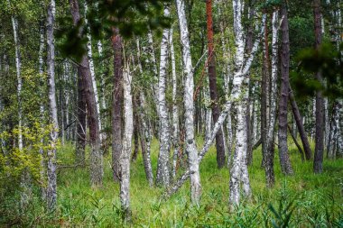 Almanya, Troisdorf. 14 Eylül 2025. Almanya, Troisdorf yakınlarındaki Wahner Heide doğa koruma alanında bulunan bir huş ağacının gerçek fotoğrafı. İnce gövdeleri, yumuşak ışığı ve doğal bitkileri olan sakin ve ekolojik açıdan zengin bir orman manzarası.