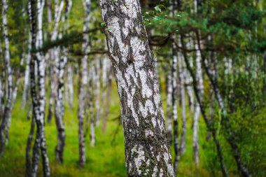 Almanya, Troisdorf. 14 Eylül 2025. Almanya, Troisdorf yakınlarındaki Wahner Heide doğa koruma alanında bulunan bir huş ağacının gerçek fotoğrafı. İnce gövdeleri, yumuşak ışığı ve doğal bitkileri olan sakin ve ekolojik açıdan zengin bir orman manzarası.