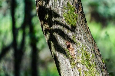 Almanya, Troisdorf. 14 Eylül 2025. Almanya, Troisdorf yakınlarındaki Wahner Heide doğa koruma alanının gerçek fotoğrafı. Eski bir askeri eğitim alanı şimdi açık arazi, bozkır ve nadir türler için yaşam alanları olan çeşitli bir ısıtma alanına dönüştü.