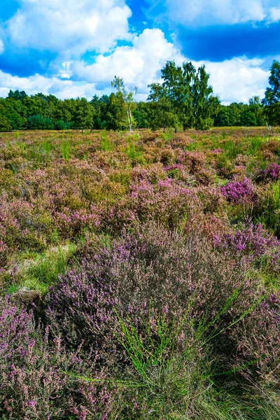 Almanya, Troisdorf. 14 Eylül 2025. Almanya, Troisdorf yakınlarındaki Wahner Heide doğa koruma alanının gerçek fotoğrafı. Eski bir askeri eğitim alanı şimdi açık arazi, bozkır ve nadir türler için yaşam alanları olan çeşitli bir ısıtma alanına dönüştü.