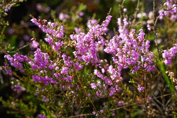 Almanya, Troisdorf. 14 Eylül 2025. Almanya, Troisdorf yakınlarındaki Wahner Heide doğa koruma alanının gerçek fotoğrafı. Eski bir askeri eğitim alanı şimdi açık arazi, bozkır ve nadir türler için yaşam alanları olan çeşitli bir ısıtma alanına dönüştü.