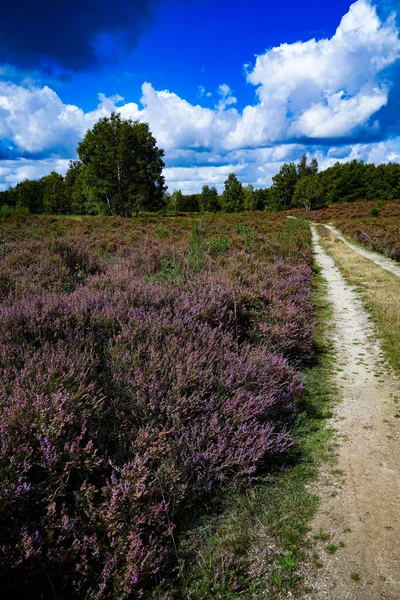 Almanya, Troisdorf. 14 Eylül 2025. Almanya, Troisdorf yakınlarındaki Wahner Heide doğa koruma alanının gerçek fotoğrafı. Eski bir askeri eğitim alanı şimdi açık arazi, bozkır ve nadir türler için yaşam alanları olan çeşitli bir ısıtma alanına dönüştü.