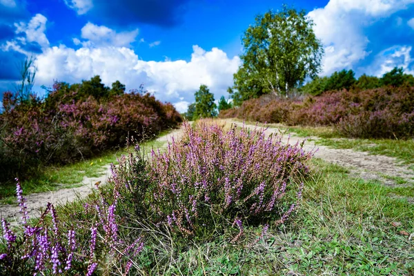 Almanya, Troisdorf. 14 Eylül 2025. Almanya, Troisdorf yakınlarındaki Wahner Heide doğa koruma alanının gerçek fotoğrafı. Eski bir askeri eğitim alanı şimdi açık arazi, bozkır ve nadir türler için yaşam alanları olan çeşitli bir ısıtma alanına dönüştü.