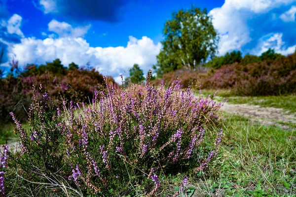 Almanya, Troisdorf. 14 Eylül 2025. Almanya, Troisdorf yakınlarındaki Wahner Heide doğa koruma alanının gerçek fotoğrafı. Eski bir askeri eğitim alanı şimdi açık arazi, bozkır ve nadir türler için yaşam alanları olan çeşitli bir ısıtma alanına dönüştü.
