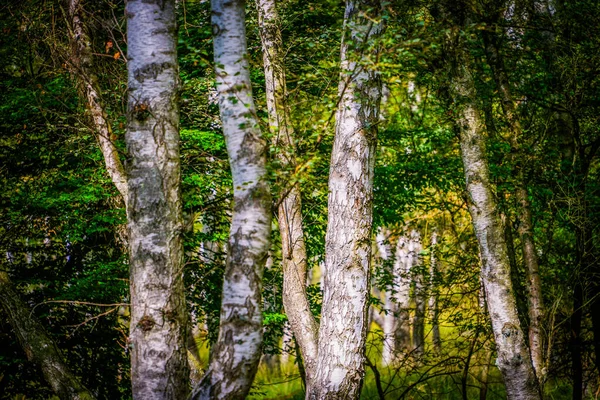 Almanya, Troisdorf. 14 Eylül 2025. Almanya, Troisdorf yakınlarındaki Wahner Heide doğa koruma alanında bulunan bir huş ağacının gerçek fotoğrafı. İnce gövdeleri, yumuşak ışığı ve doğal bitkileri olan sakin ve ekolojik açıdan zengin bir orman manzarası.