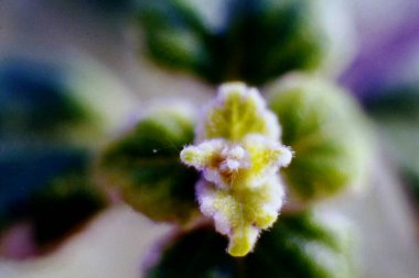Yumuşak yapraklı tütsü bitkisi, botanik doku ve huzurlu ortamda doğal ışık.