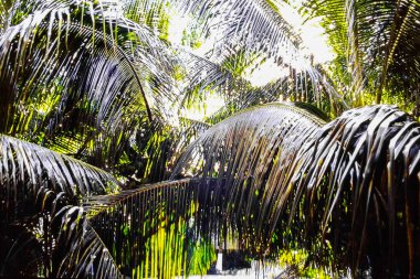 Tropikal desenli egzotik palmiye yaprakları ve huzurlu botanik atmosferde yumuşak doğal ışık.