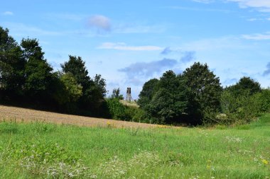Bir ağaç ve yeşil çayırlı manzara