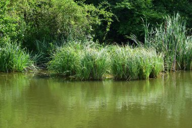 Ormanda nehir ve yeşil çimenler