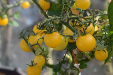 Bitkinin üzerinde sarı domatesler