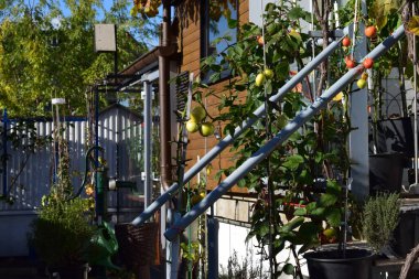 Güzel botanik fotoğrafı, doğal duvar kağıdı.