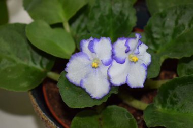 Bahçedeki güzel çiçekler