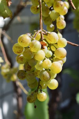 Bahçede yeşil zeytin