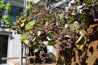 Bahçedeki üzümler