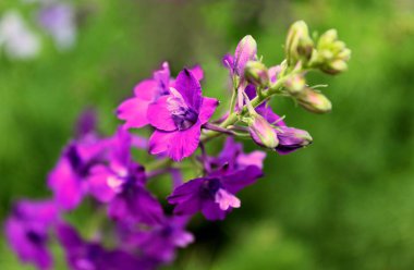 Yeşil arka planda leylak çiçeği