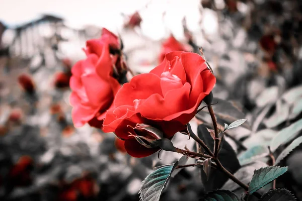 İki kırmızı gül yaprakları ile