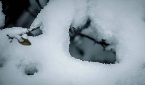 Ramos Arbusto Coberto Neve — Fotografia de Stock