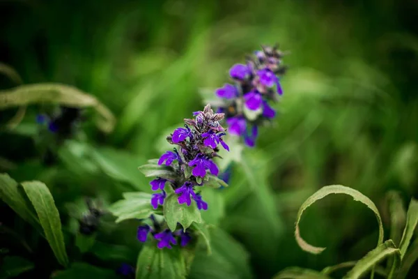 Veel Kleine Paarse Bloemen — Stockfoto