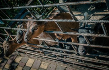 Hayvanat bahçesinde dekoratif keçiler