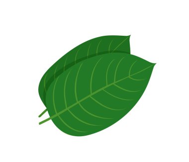 mitragyna speciosa, kratom yaprak