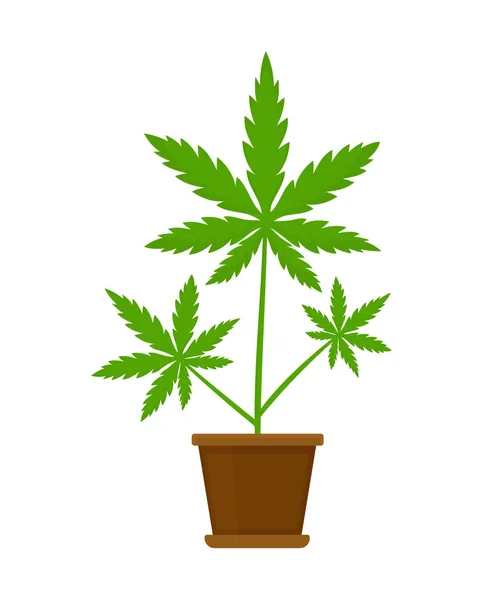 Marihuana nebo konopí rostlina v květu — Stockový vektor