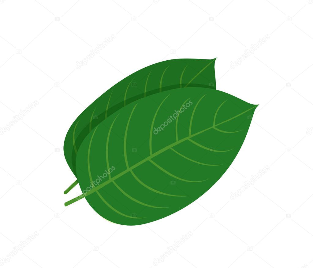 Mitragyna speciosa, kratom leaf