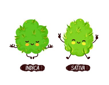 Mutlu sevimli gülümseyen indica ve sativa otu tomurcuk