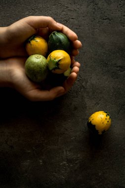Sarı ve yeşil yuvarlak kabak rustik koyu arka plan üzerinde tutan eller