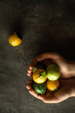 Sarı ve Yeşil Yuvarlak Kabak Kadın Elleri Kırsal Karanlık Arkaplanda