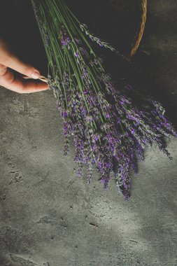 Eller Rustik Koyu Arka Plan üzerinde Lavanta Buket Çiçek Tutan. Cilt ve Saç Bakımı.
