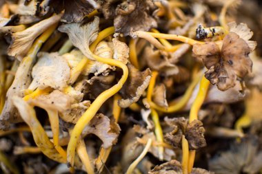 Kurutulmuş Shiitake Mantar Yığını Arka Plan Close Up. Sağlıklı Beslenme.