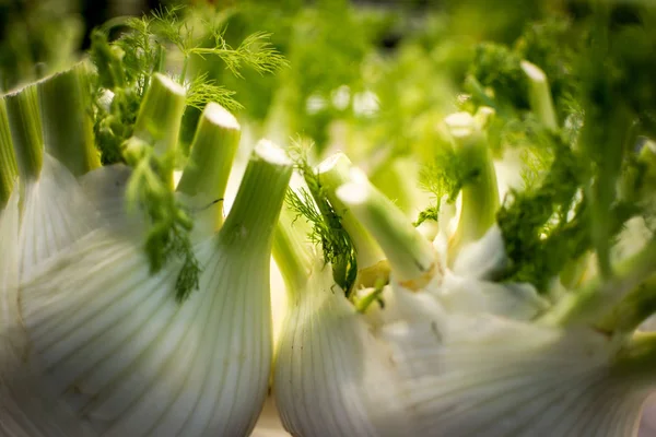 Frische Bio Fenchelzwiebeln Schließen Den Hintergrund Gesunde Ernährung — Stockfoto