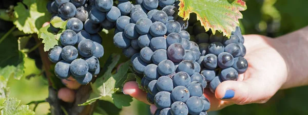 Рука держа свежий красный букет винограда в винограднике. Виноградник — стоковое фото
