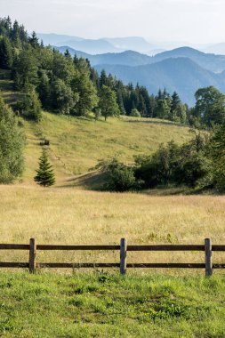 Tara Dağı Panoramik Manzara Çayır ve Çam Ormanı