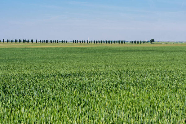 Green Young Wheat Field on Sunny Day