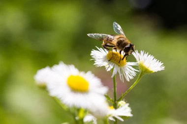 Papatya Çiçeği Üzerinde Bal Arısı Kapat