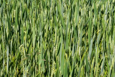 Güneşli Günde Yeşil Genç Buğday Tarlası