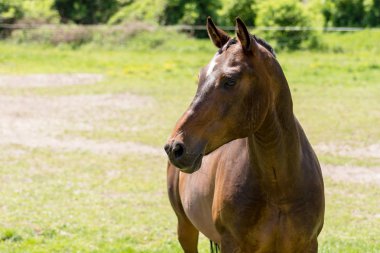 Tarladaki at. Doğada Kahverengi At Portresi.