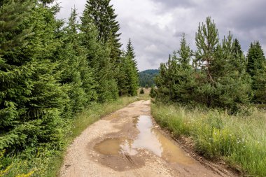 Doğadaki yol. Tara Ulusal Parkı. Yeşilçam Ağaçları Orman Manzara.