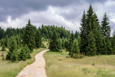 Doğadaki yol. Tara Ulusal Parkı. Çam Ağaçları Orman Manzara.
