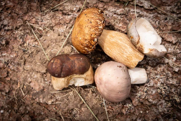 Champiñones silvestres comestibles sobre fondo de corteza de árbol. Naturaleza y concepto de comida saludable . —  Fotos de Stock