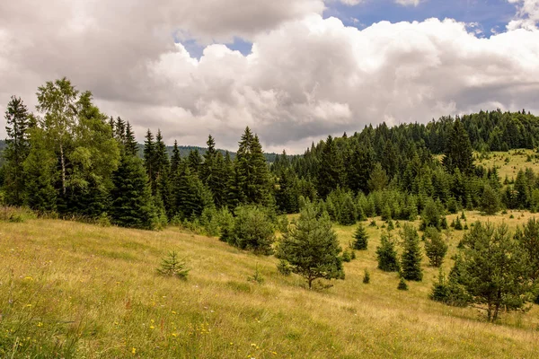 Woodland Forest Landscape. Pinheiros em Meadow. Parque Nacional de Tara . — Fotografia de Stock