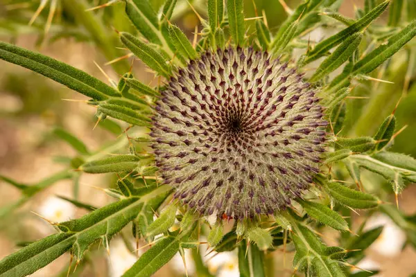 Wilde bloem Cirsium eriophorum wollige distel — Stockfoto