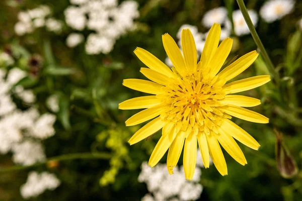 Yabani Sarı Çiçek Hieracium Tüylü Hawkweed