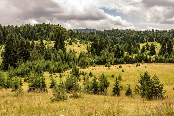 Ormanlık Orman Manzarası. Yeşil Çayır'daki Çam Ağaçları. Tara Milli Parkı.