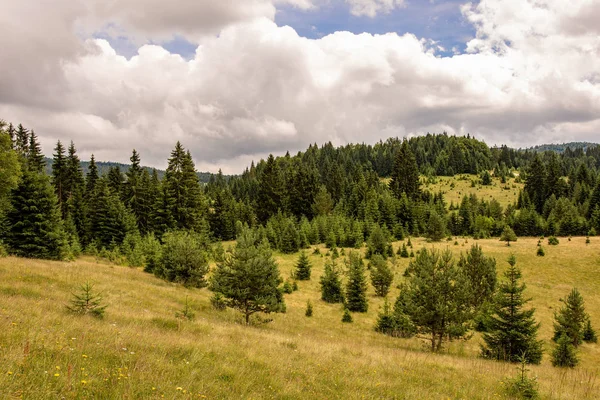 Woodland Forest Landscape. Pinheiros em Meadow. Parque Nacional de Tara . — Fotografia de Stock