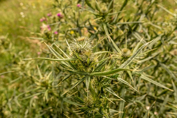 Stachelige Wildblume Wolldistel Cirsium eriophorum — Stockfoto